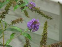 schippie120.jpg 6.3K