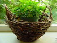 baskets005.jpg 7.9K