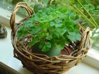 baskets006.jpg 8.9K