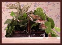 baskets010.jpg 8.3K
