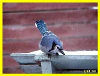 blue012.jpg 6.7K