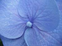 blue025.jpg 4.6K