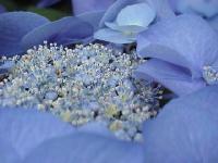 blue026.jpg 6.5K