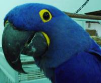 blue033.jpg 6.2K