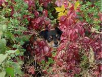 fall-colors001.jpg 11.8K
