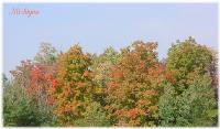 fall-colors002.jpg 6.3K