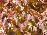 fall-colors006.jpg 12.0K