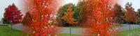 fall-colors012.jpg 3.6K