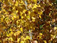fall-colors014.jpg 12.1K