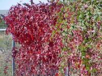 fall-colors015.jpg 13.4K