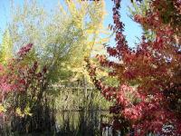 fall-colors018.jpg 11.0K