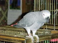 pets001.jpg 8.3K
