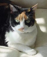pets003.jpg 5.8K