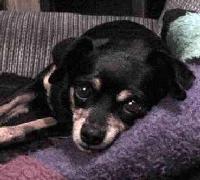 pets004.jpg 8.6K