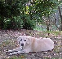 pets010.jpg 13.9K