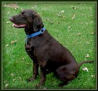 pets013.jpg 10.5K