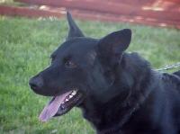 pets015.jpg 5.5K