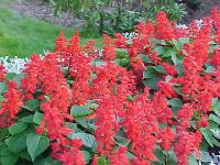 red04.jpg 11.1K