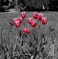 red11.jpg 15.4K