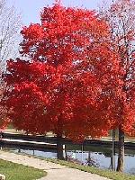 red15.jpg 12.9K