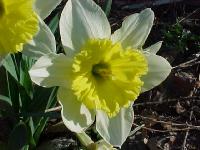 spring001.jpg 8.6K