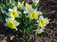 spring002.jpg 11.7K