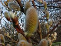 spring003.jpg 10.7K