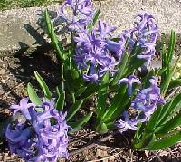 spring009.jpg 16.1K