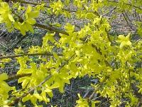 spring010.jpg 12.9K