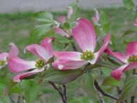 spring030.jpg 6.6K