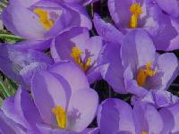spring036.jpg 6.8K