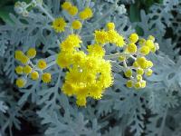 yellow003.jpg 8.9K