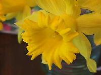 yellow004.jpg 5.4K
