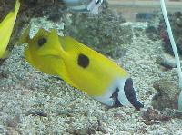 yellow007.jpg 9.8K