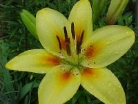 yellow009.jpg 7.1K