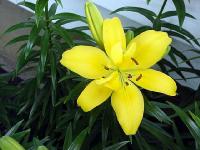 yellow010.jpg 8.3K