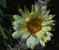 yellow011.jpg 7.3K