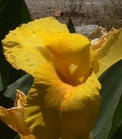 yellow017.jpg 7.0K